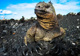 Galapagos Islands Marine Iguanas