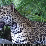 Wild jaguar in Costa Rica 